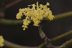 Sassafras tzumu