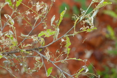 Croton menyharthii