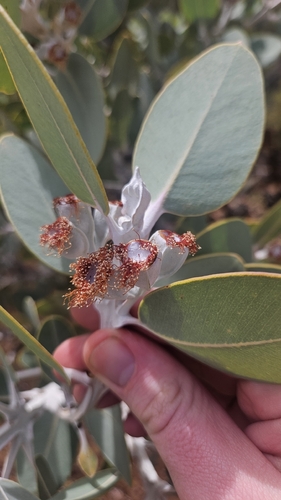Tallerack (Eucalyptus pleurocarpa)