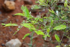 Croton menyharthii