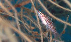 Oxycirrhites typus