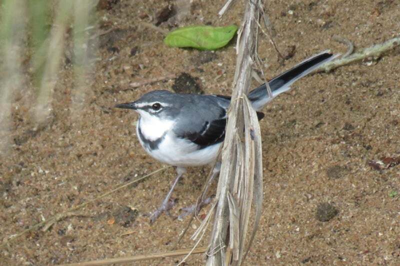 Mountain Wagtail (Motacilla clara), photo 6