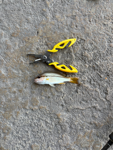 Broadband seaperch (Lutjanus vitta) — Lutjanidae