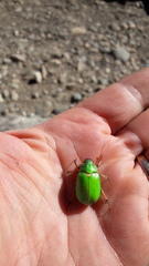 Brachysternus prasinus