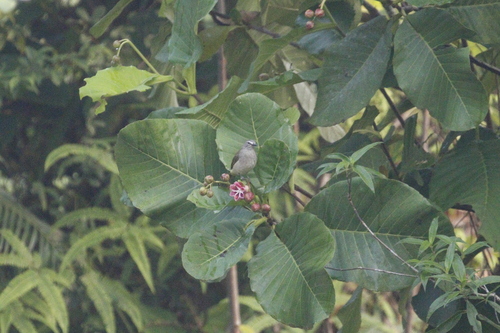 White-browed Bulbul (Pycnonotus luteolus), photo 5