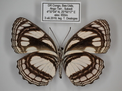 Neptis strigata kakamega