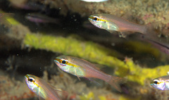 Ostorhinchus apogonoides