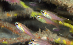 Ostorhinchus apogonoides