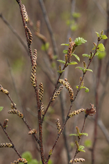 Betula humilis