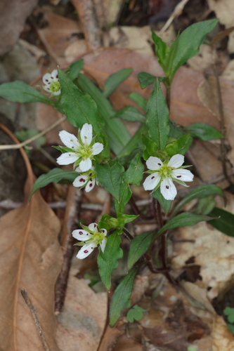 Pseudostellaria heterophylla, photograph 3