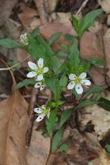 Pseudostellaria heterophylla, photograph author not stated, no rights reserved