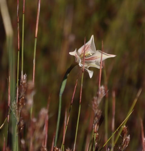 Ever-Flowering Gladiolus (Gladiolus tristis)