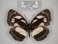 Neptis strigata kakamega