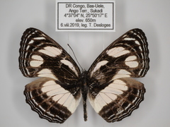 Neptis strigata kakamega