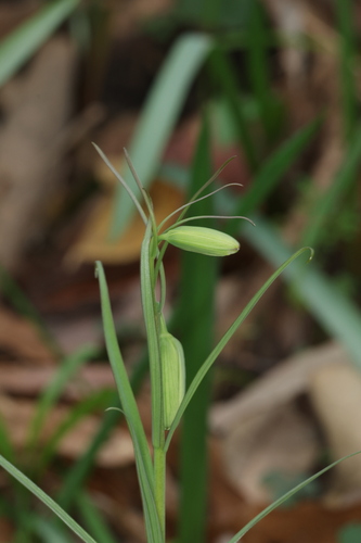 Fritillaria thunbergii, photograph 1