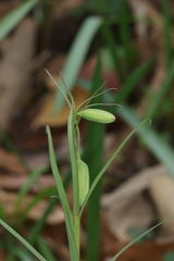 Fritillaria thunbergii, photograph author not stated, no rights reserved