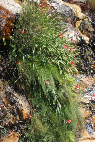 Gladiolus cardinalis, photograph 2