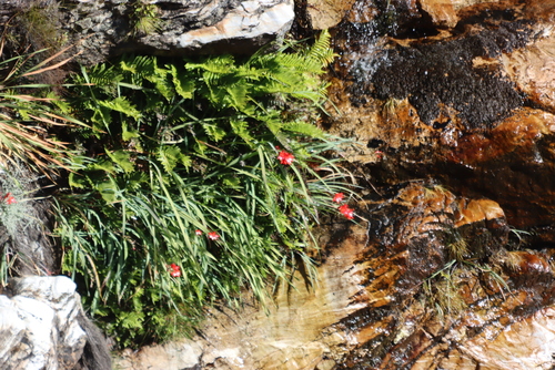 Gladiolus cardinalis, photograph 5