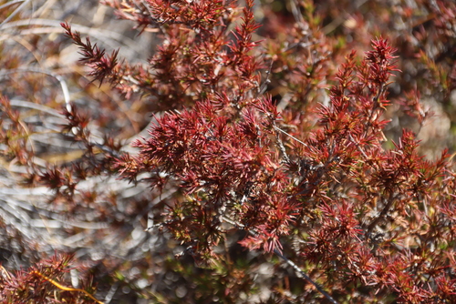 What Caperose (Cliffortia neglecta)
