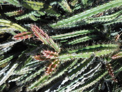 Disocactus speciosus speciosus