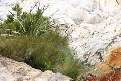Gladiolus cardinalis, photograph (c) Tony Rebelo, some rights reserved (CC BY-SA)
