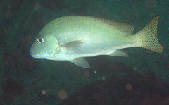 Plectorhinchinae