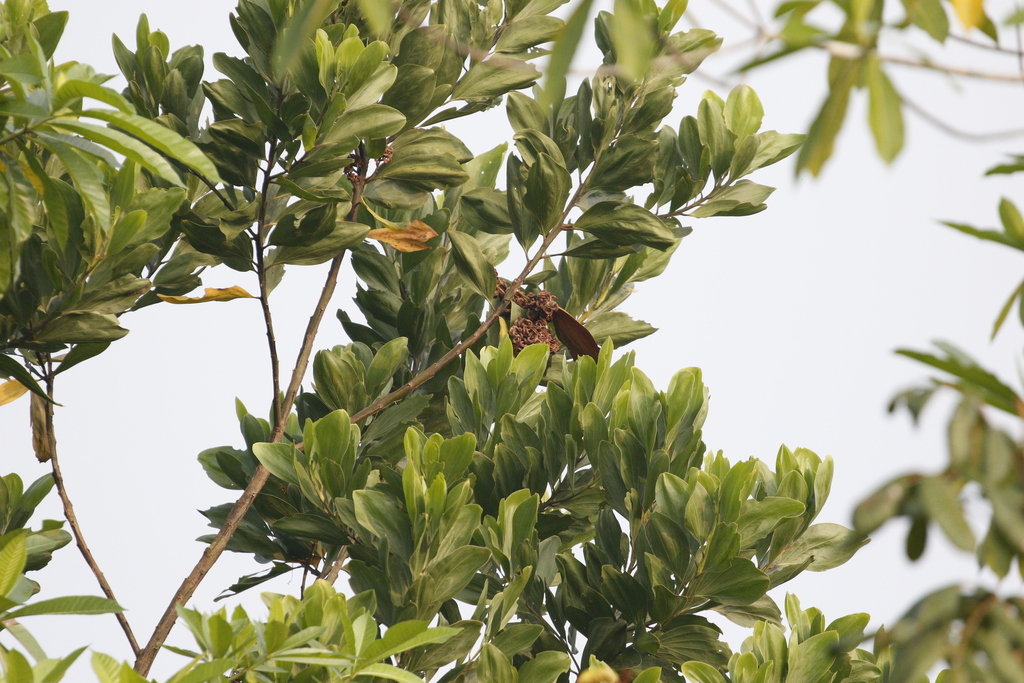 Keo tai tượng – Acacia mangium