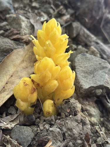 Orobanche boninsimae iNat (2)
