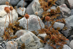 Acaena anserinifolia