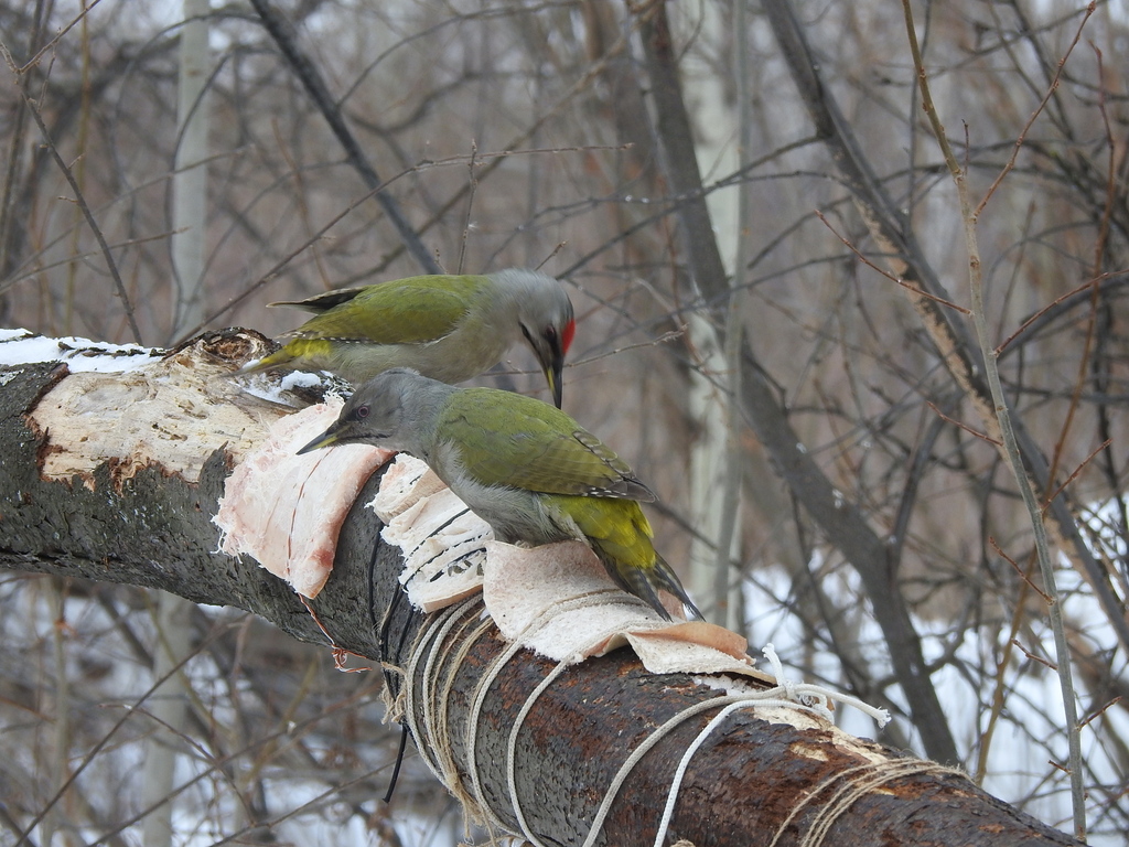 Grey-headed Woodpecker