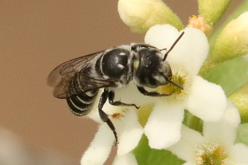 Megachile prosopidis