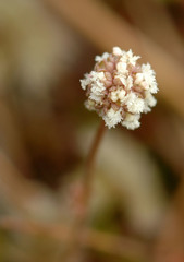Acaena anserinifolia