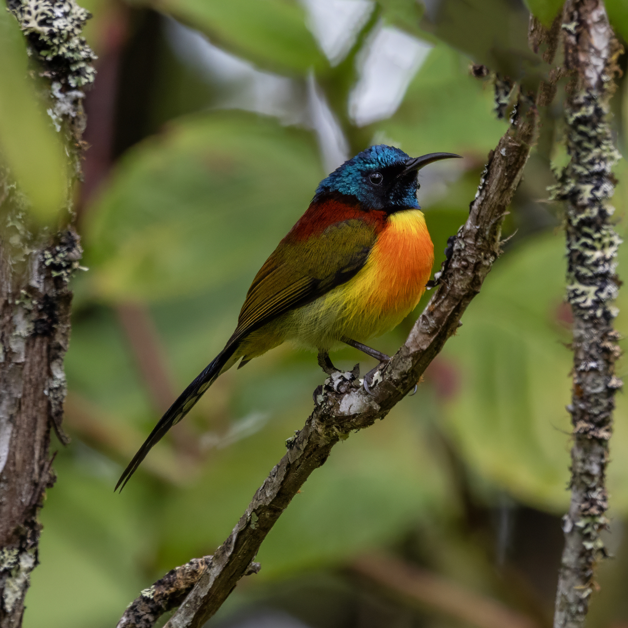 Green-tailed Sunbird (Aethopyga nipalensis), photo 8