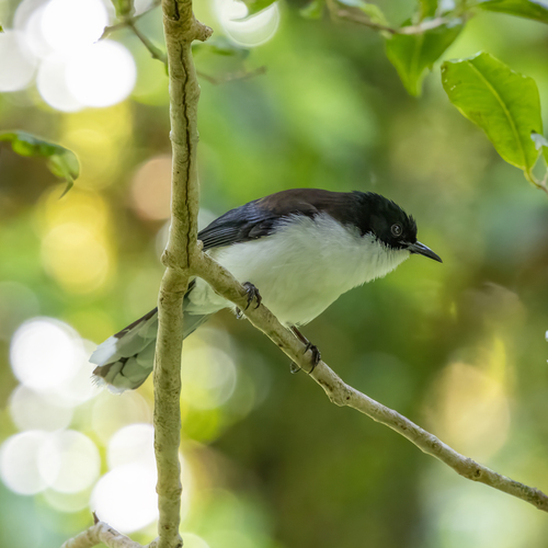 Dark-backed Sibia (Heterophasia melanoleuca), photo 3