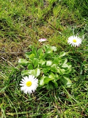 Bellis perennis