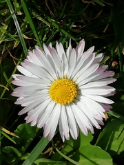 Bellis perennis
