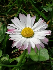 Bellis perennis