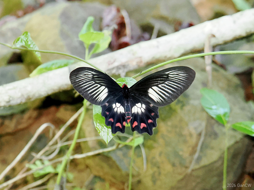 Red-bodied Swallowtail (Pachliopta polydorus)