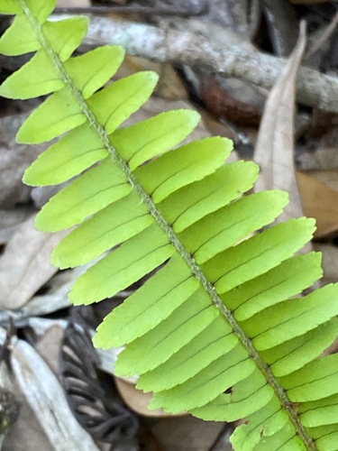 Nephrolepis cordifolia