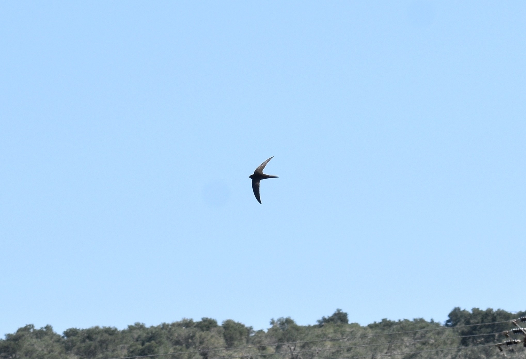 Apus apus (Linnaeus, 1758)