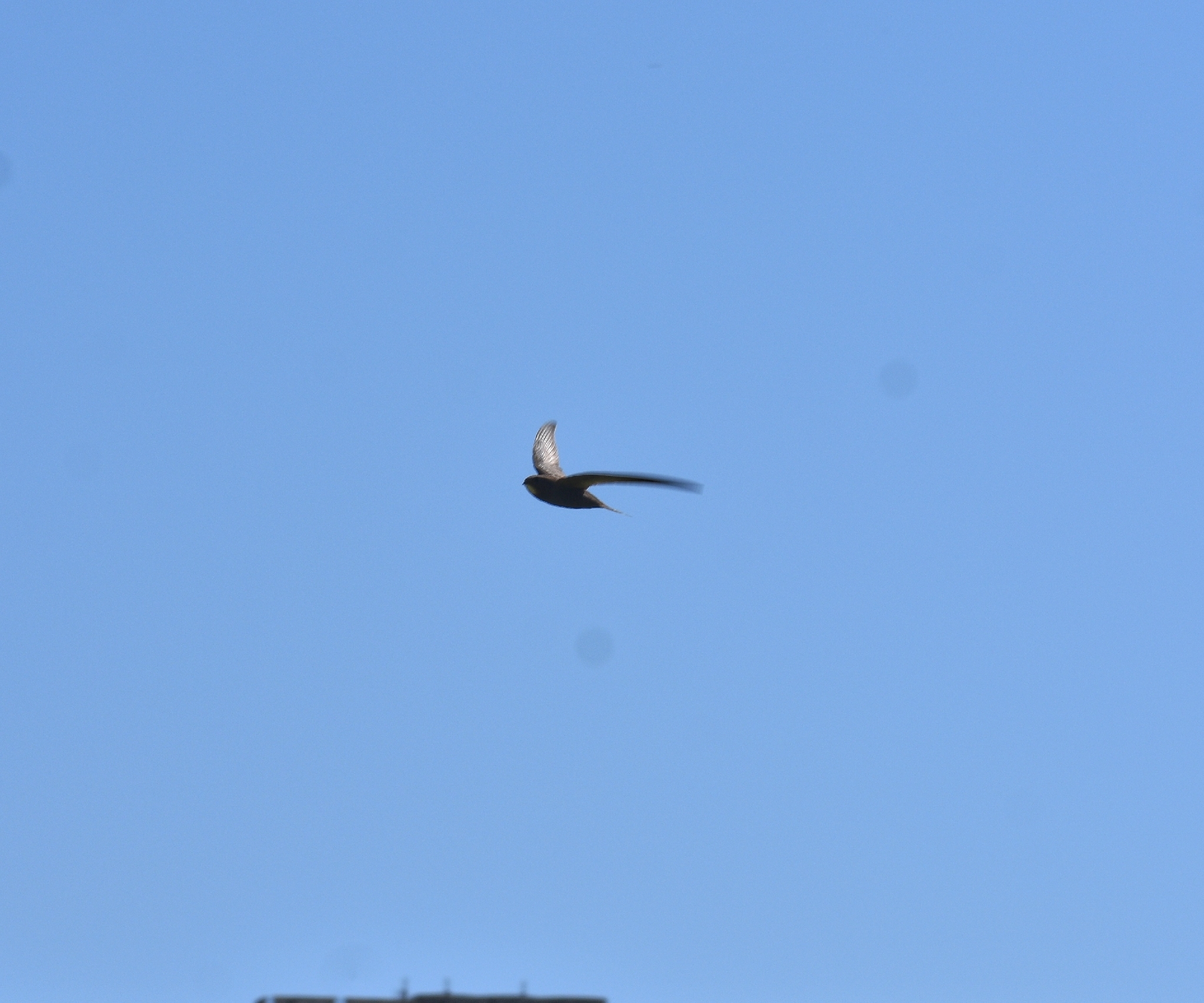 Apus apus (Linnaeus, 1758)