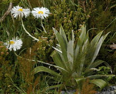 Celmisia semicordata