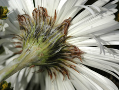 Celmisia semicordata