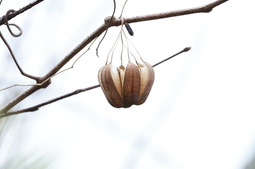 Aristolochia contorta, photograph 2
