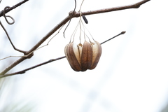 Aristolochia contorta, photograph Lihai Song, CC0, iNaturalist via GBIF