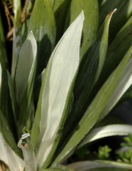 Celmisia semicordata