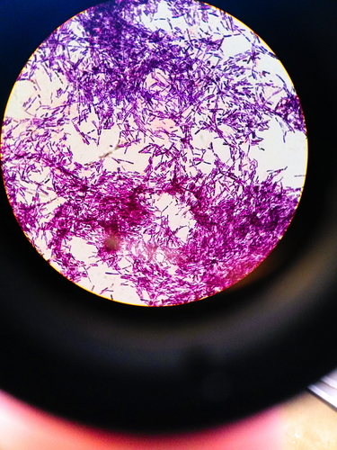 Bakteri Bt (Bacillus thuringiensis)