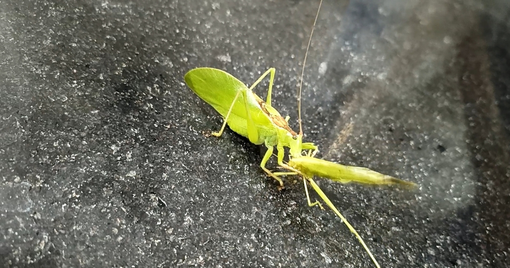Hexacentrus mundus