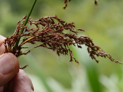 Machaerina sinclairii