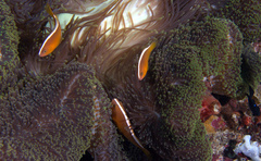 Amphiprion sandaracinos